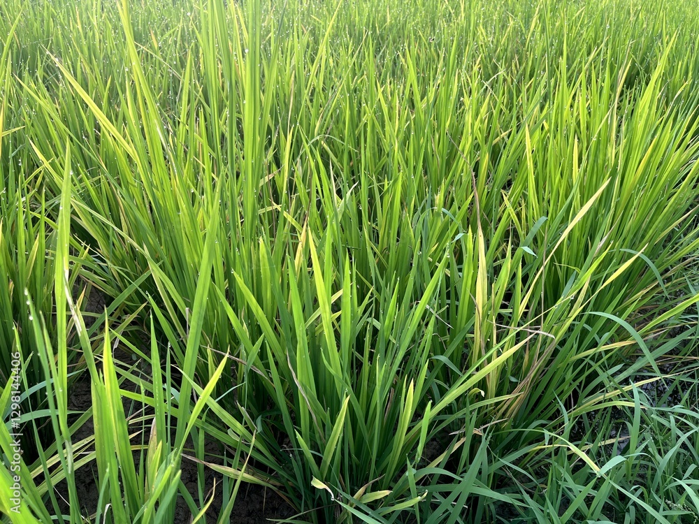 Yellow rice plants due to pests Yellow rice plants due to pests