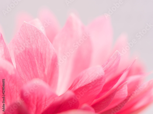 ピンク色のアネモネの花のアップ14