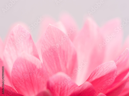 ピンク色のアネモネの花のアップ13