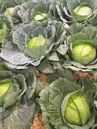 Young cabbage grows in the field.