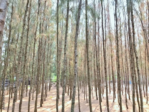 Hundreds of pine trees lined up.