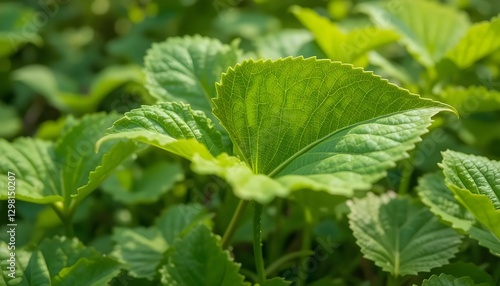 Wallpaper Mural Nature of green leaf in garden at summer. Natural green leaves plants using as spring background Torontodigital.ca