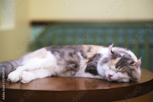 Obraz na płótnie American Curl cat pet sleep on table