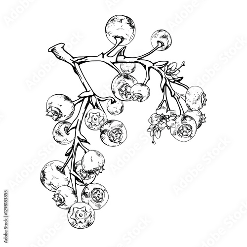 Blueberry blackberry, hand drawn in ink vector, ripe forest berry cluster bunch on branches. Isolated botanical illustration. Restaurant, dessert cafe menu, decoupage, farmers market, scrapbooking.
