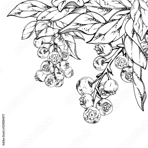 Blueberry blackberry cluster group with plant leaves foliage on branch, hand drawn in ink vector, ripe forest berry. Isolated botanical illustration, for restaurant, dessert cafe menu, farmers market