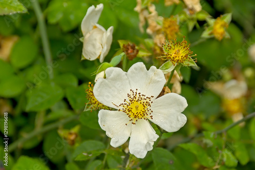  Bright white bramble flower - Rubus caesius. 
