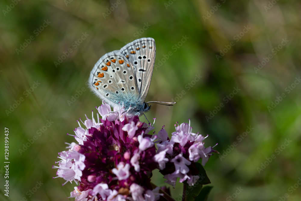 custom made wallpaper toronto digitalcommon blue (polyommatus icarus) perching on thyme