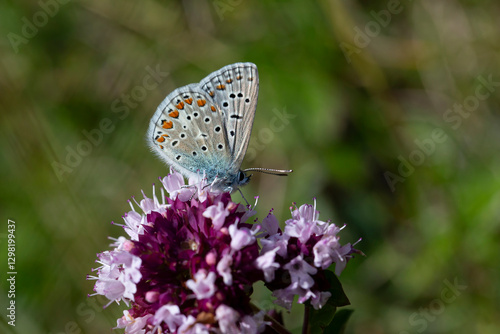 Wallpaper Mural common blue (polyommatus icarus) perching on thyme Torontodigital.ca