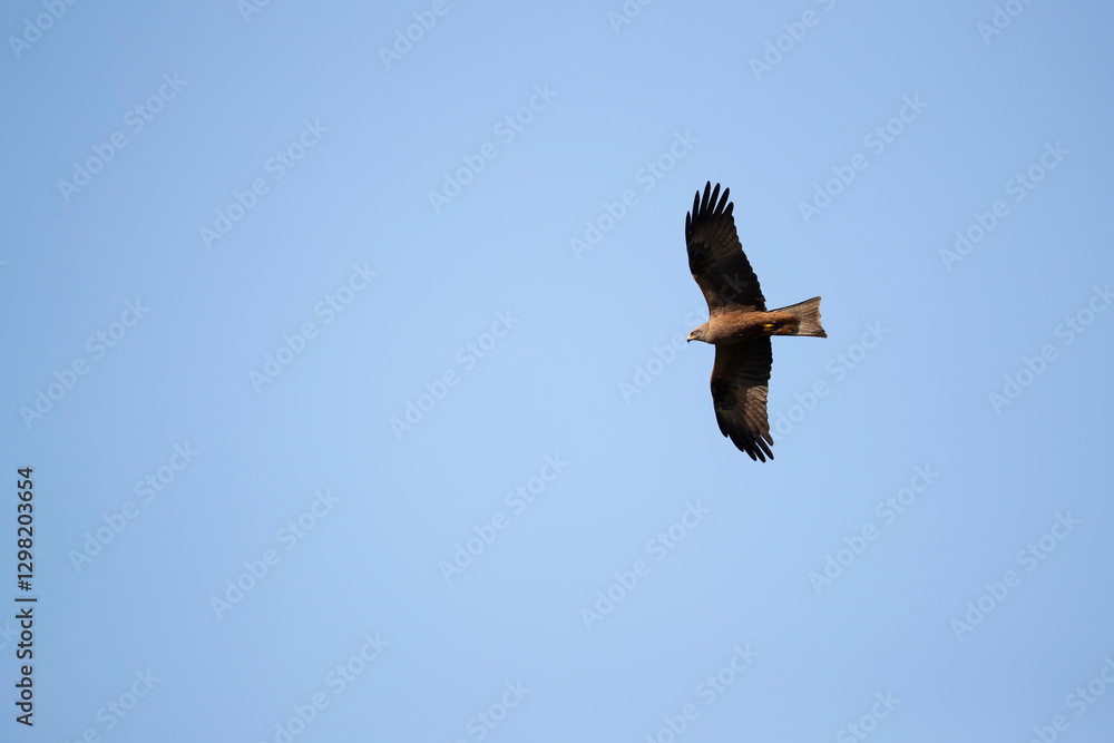 Obraz premium Adult Black Kite (Milvus migrans) in flight