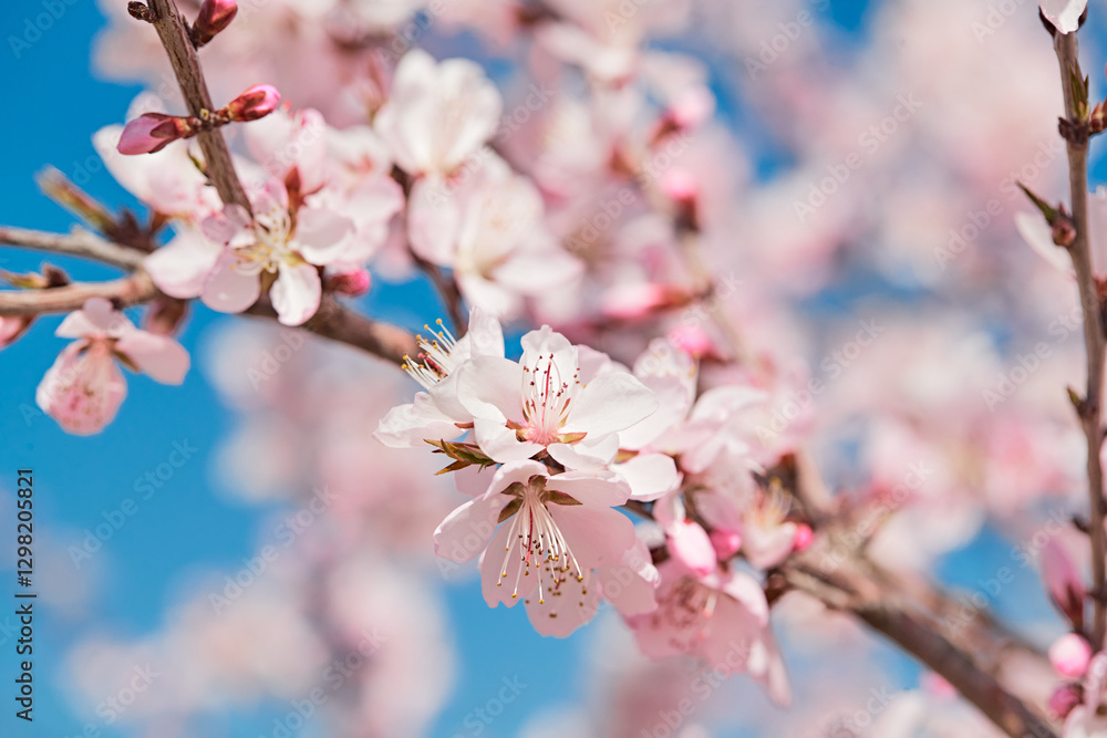 Peach blossoms blooming outdoors in spring Peach blossoms blooming outdoors in spring