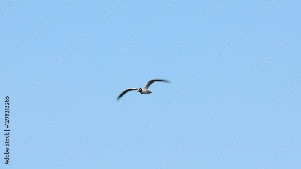 Gaviota cabecinegra larus melanocephalus vuela dirección a cámara con fondo de cielo azul, Beniarres, España Gaviota cabecinegra larus melanocephalus vuela dirección a cámara con fondo de cielo azul, Beniarres, España