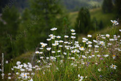 Fotografie Alpine meadow in the mountains, The Dolomites, Italy