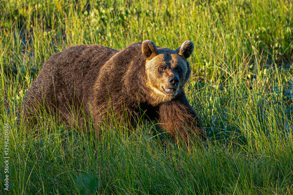 Fototapeta premium Ours femelle observée à proximité de Kuusamo