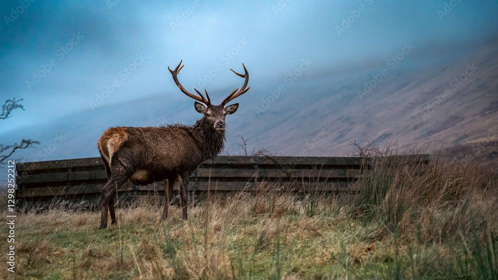 Obraz premium Scottish Red Stag 