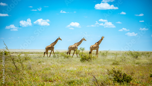 Giraffes in Etosha National Park