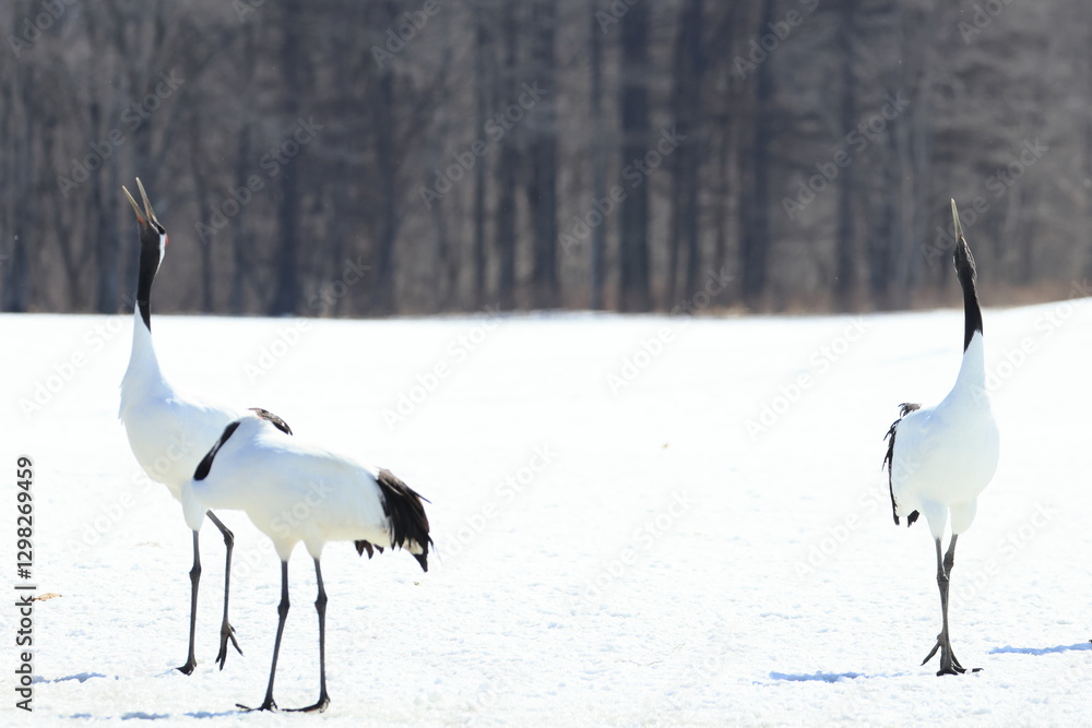 Obraz premium red-crowned crane