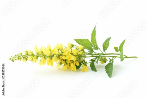 Agrimony: Botanical Blossom of Green Herb for Alternative Health Care