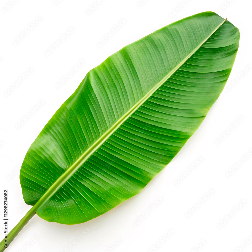 Fototapeta premium green leaf isolated