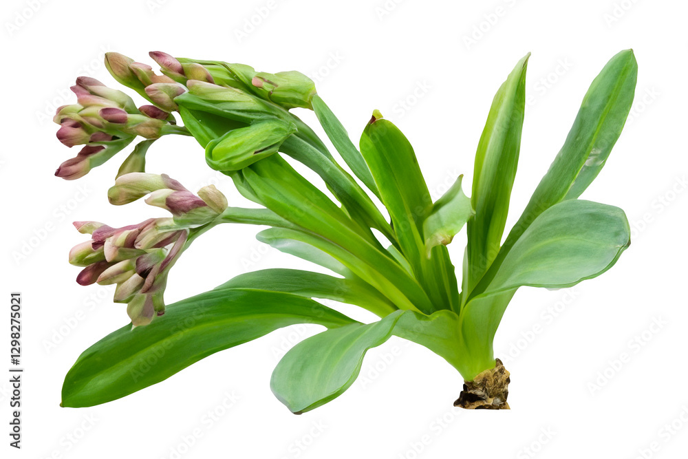 Obraz premium Hyacinth buds blooming, spring, garden, isolated, black background, floral design