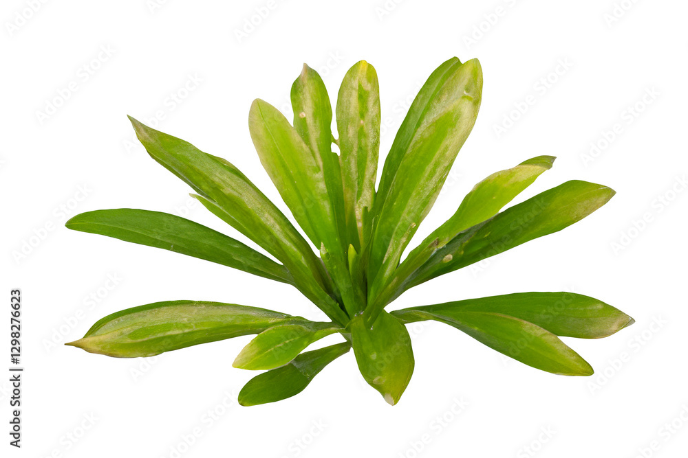Lush green plant, studio shot, isolated, design element Lush green plant, studio shot, isolated, design element