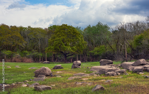 Meadow of rocks in the forest