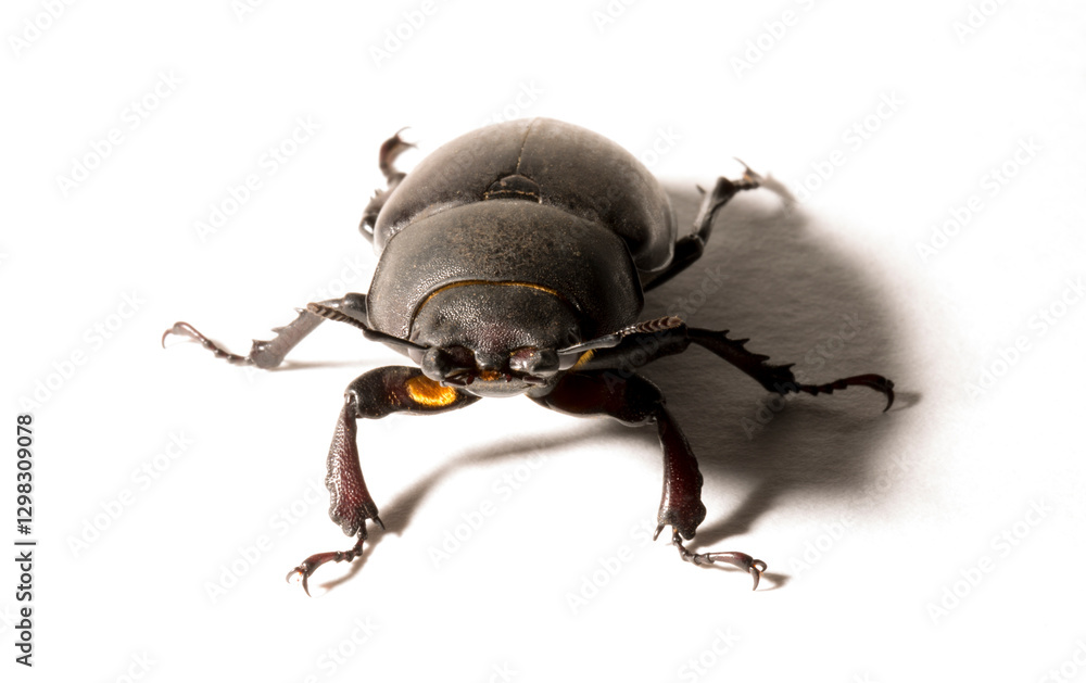 Lucanus cervus is the best-known species of stag beetle (family Lucanidae) in Western Europe. Imago, a female insect on, a white background. Lucanus cervus is the best-known species of stag beetle (family Lucanidae) in Western Europe. Imago, a female insect on, a white background.
