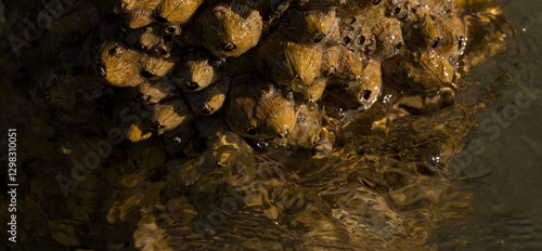 Tetraclita squamosa - Thatched barnacle. Balanus (Balanomorpha) is a genus of barnacles in the family Balanidae of the subphylum Crustacea. photo