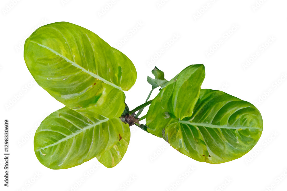 Fototapeta premium Tropical plant leaves, vibrant green, studio shot, black background, botanical illustration