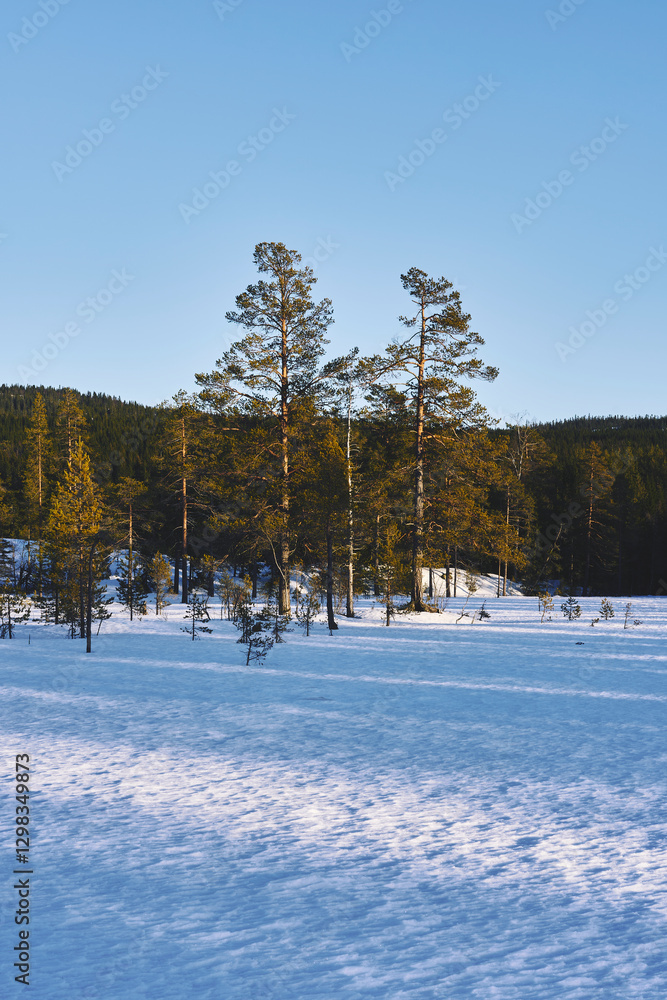 Φωτογραφία Winter photography around the Stormyra Marshlands, part of the Totenåsen Hills, Norway, February 2025