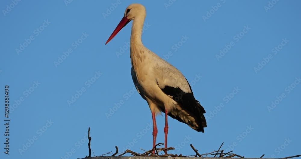 White Stork (Ciconia ciconia), standing on nest. The camargue, southern France White Stork (Ciconia ciconia), standing on nest. The camargue, southern France
