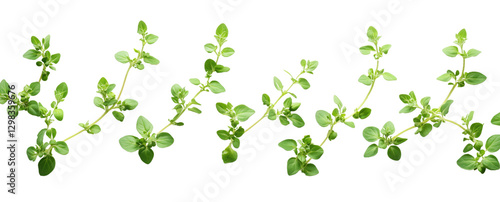Fresh green herbs arranged in line, showcasing vibrant leaves and stems, perfect for culinary or healing purposes. Ideal for enhancing dishes or natural remedies
