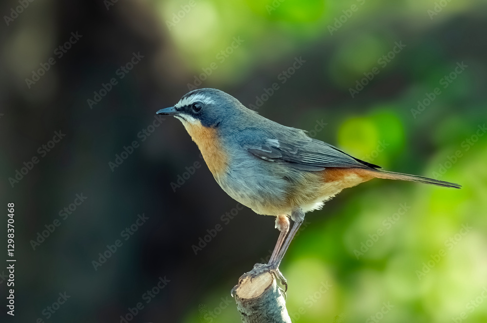 Perched side view of a adult Cape robin-chat (Cossypha caffra). Perched side view of a adult Cape robin-chat (Cossypha caffra).