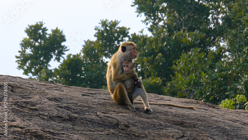 Photography Mother and baby monkey sitting on rock at mountaintop at ancient citadel Yapahuw