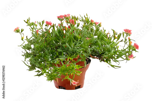 Pink flowers potted plant, garden background photo