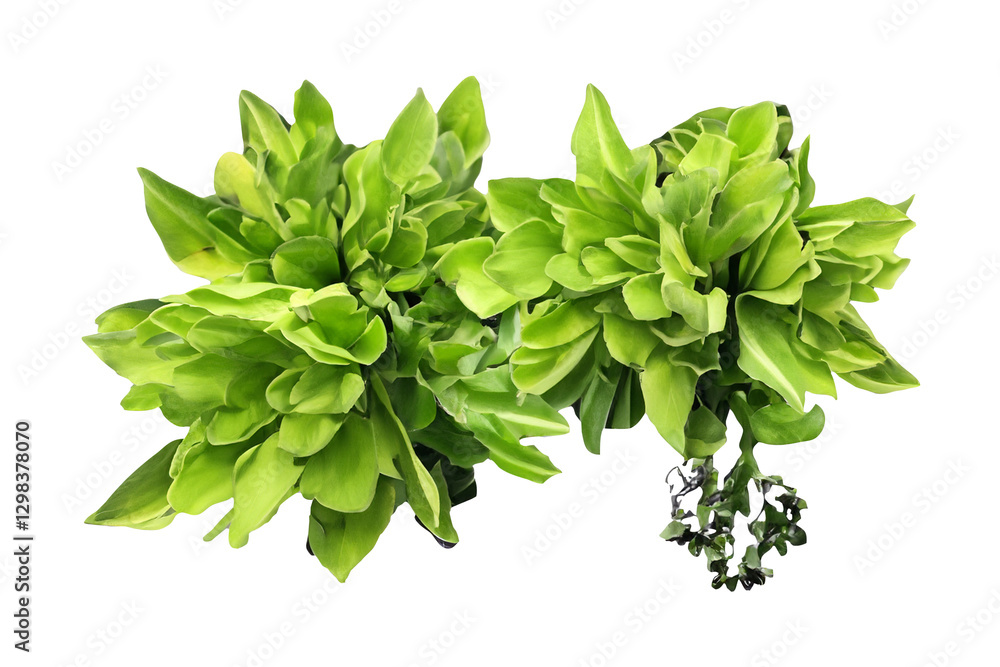 Fototapeta premium Lush green foliage, studio shot, botanical backdrop, design element