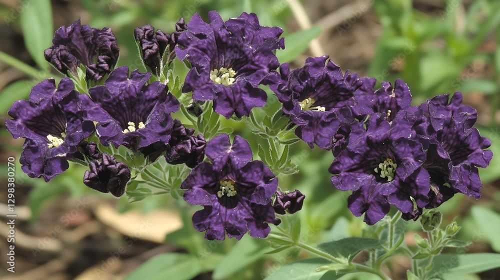 Stunning Dark Purple Flowers Blooming Closeup Stunning Dark Purple Flowers Blooming Closeup