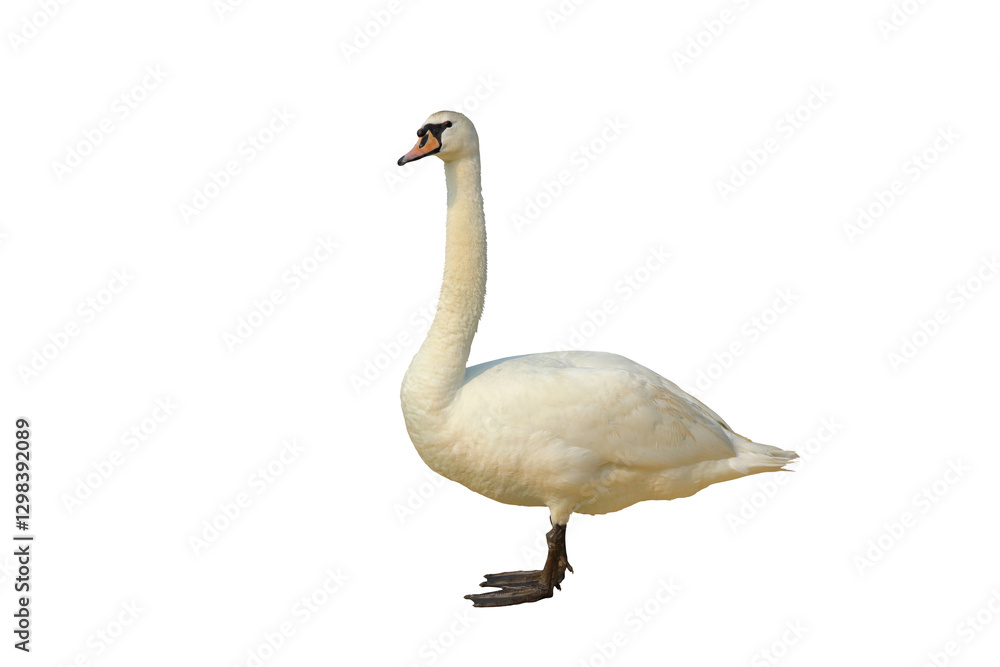 Cygnus columbianus isolated on transparent background png file