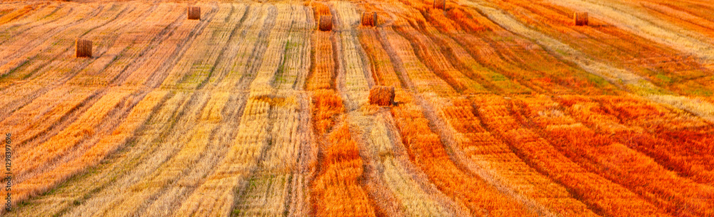 Naklejka premium A Stunningly Vibrant Sunset Casts Its Warm Glow Over Expansive Rolling Fields Filled With Golden Crops and Rustic Hay Bales, Showcasing the Breathtaking Splendor of Autumn