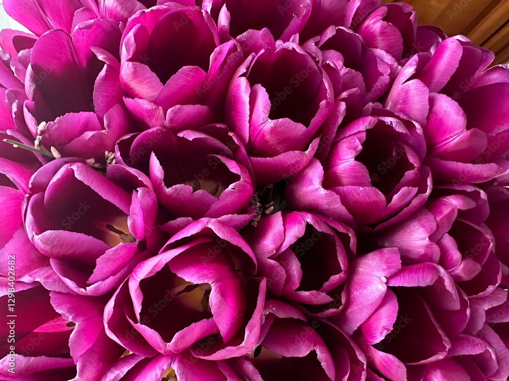 amazing purple tulips close up, natural concept, eco amazing purple tulips close up, natural concept, eco