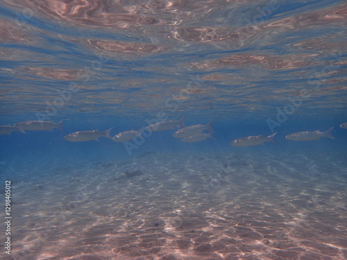 milkfish in the red sea