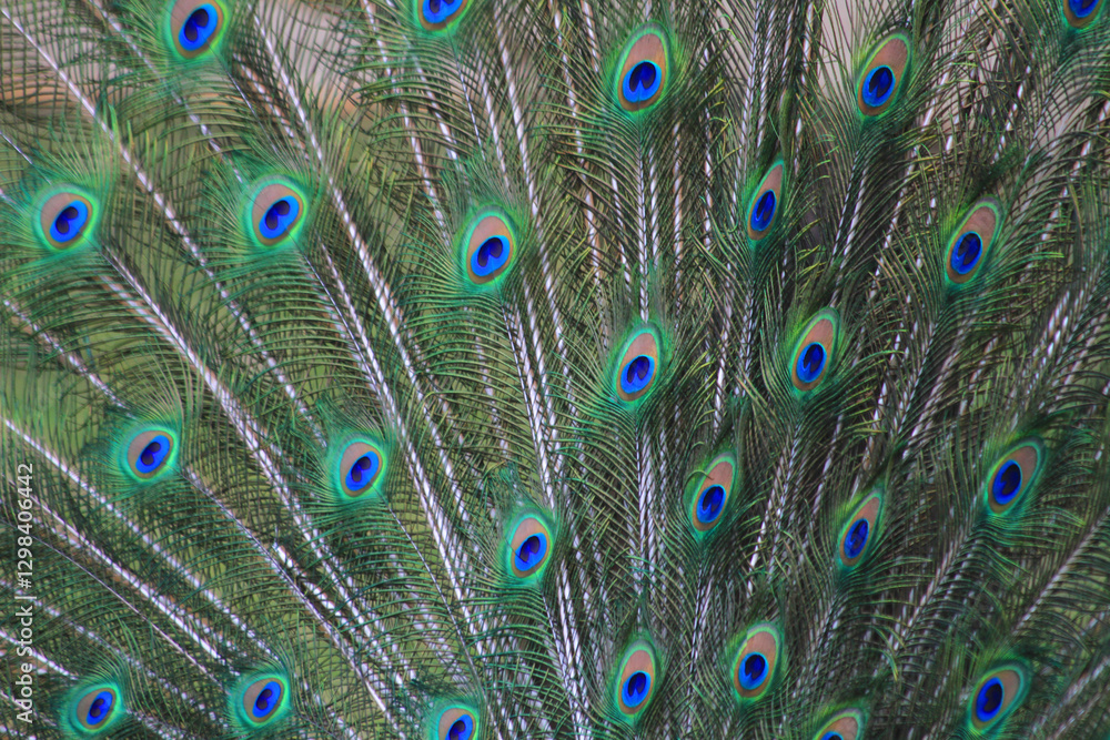 Fototapeta premium nice big peacock texture
