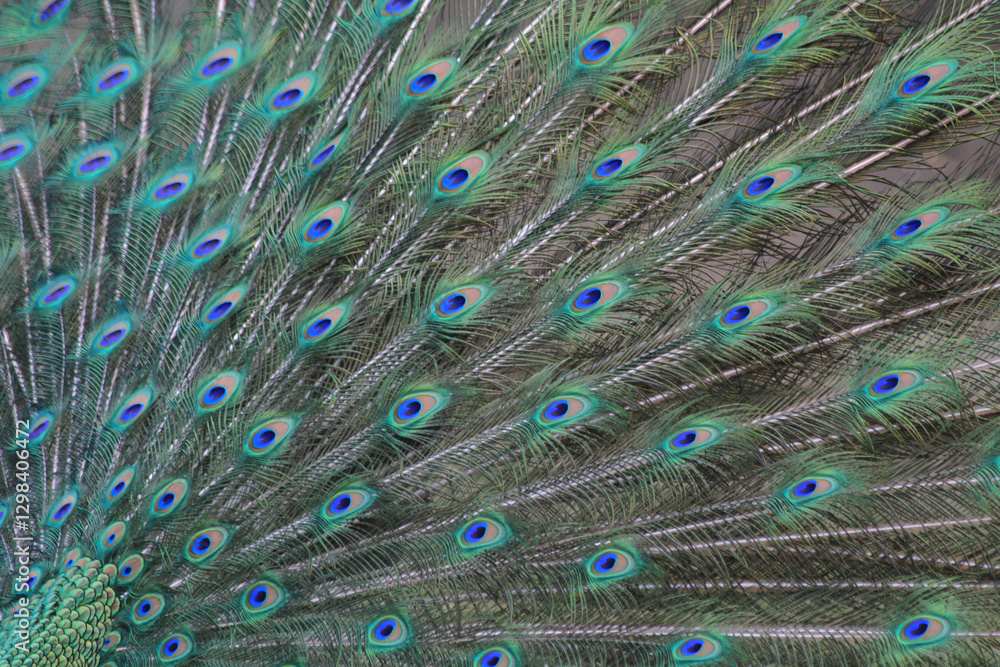 Fototapeta premium nice big peacock texture