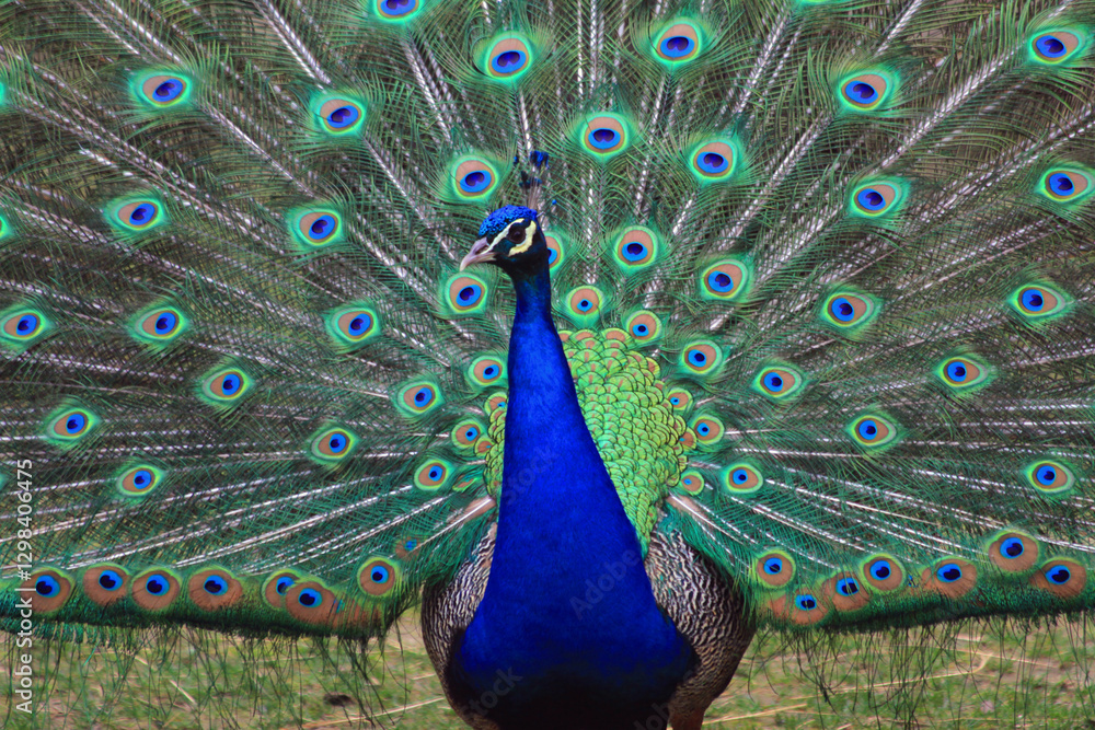 Obraz premium nice big peacock