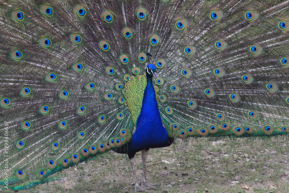 Naklejka premium nice big peacock