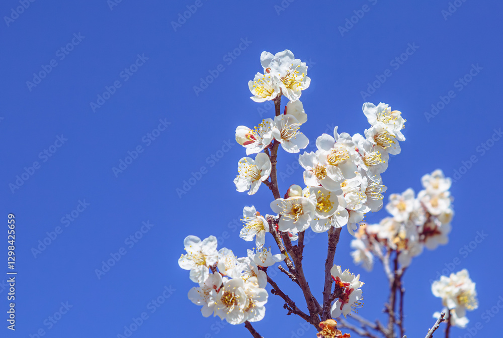 運動公園　梅の花-89