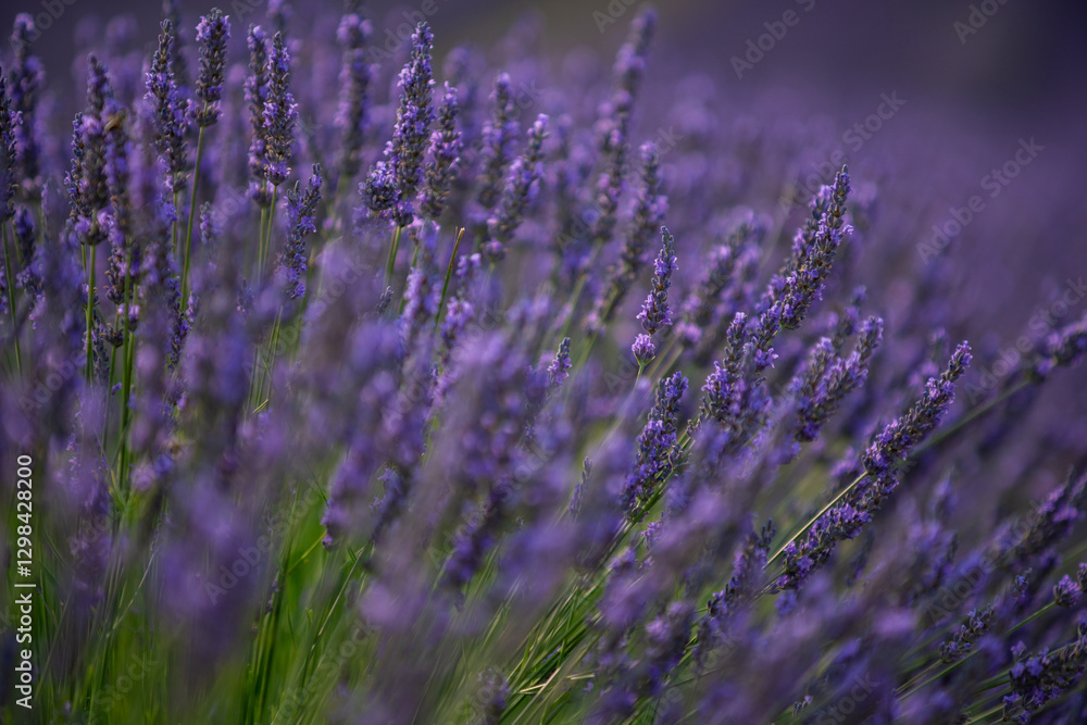 Fototapeta premium Lavender Fields in Provence, France A Serene Escape