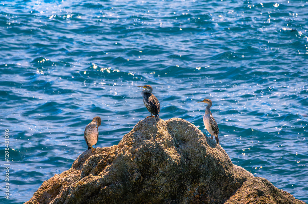 Obraz premium Three cormorant water birds perched on top of a rock by the sea watching for fish underwater to catch them by diving underwater.