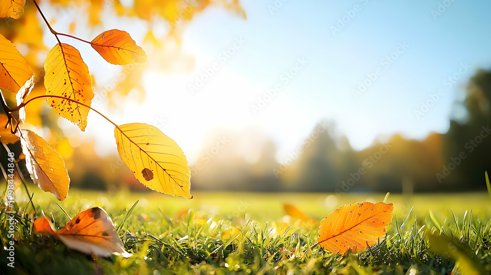 Obraz premium Autumnal Landscape with Sunlight on Yellow Leaves and Green Grass
