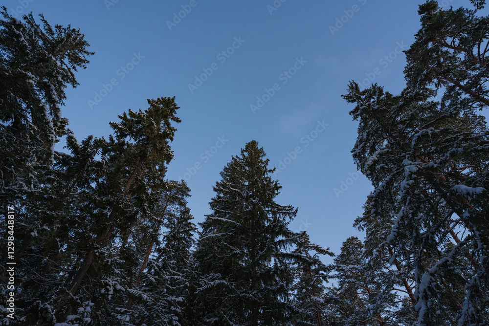 Snow covered tall pines and fir trees, low angle view. Winter woodland, blue sky, sunlight. Snow covered tall pines and fir trees, low angle view. Winter woodland, blue sky, sunlight.