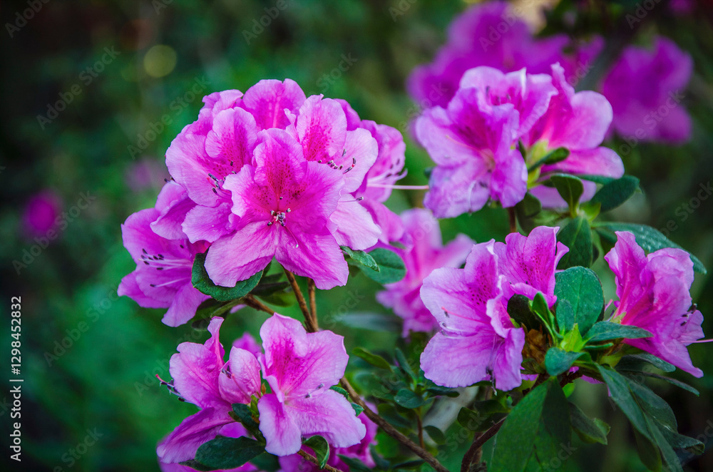 Obraz premium Close-up of purple azaleas blooming in the city botanical garden.